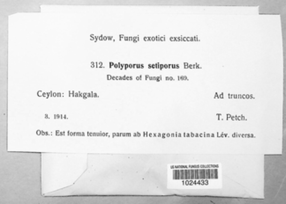 Polyporus setiporus image